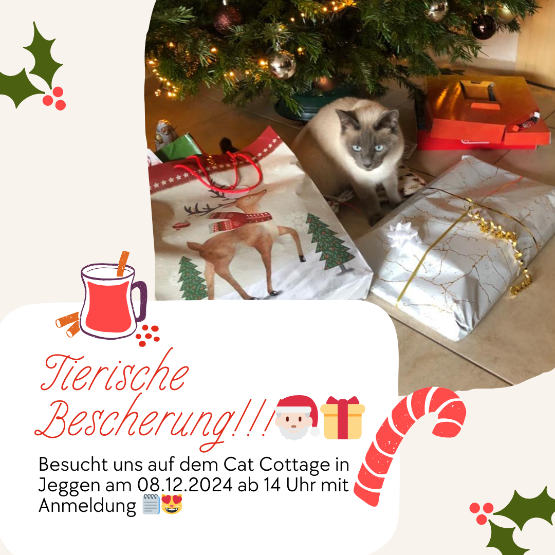 🎄🐾 Eine besonders tierische Bescherung steht bevor! 🎅🏻✨