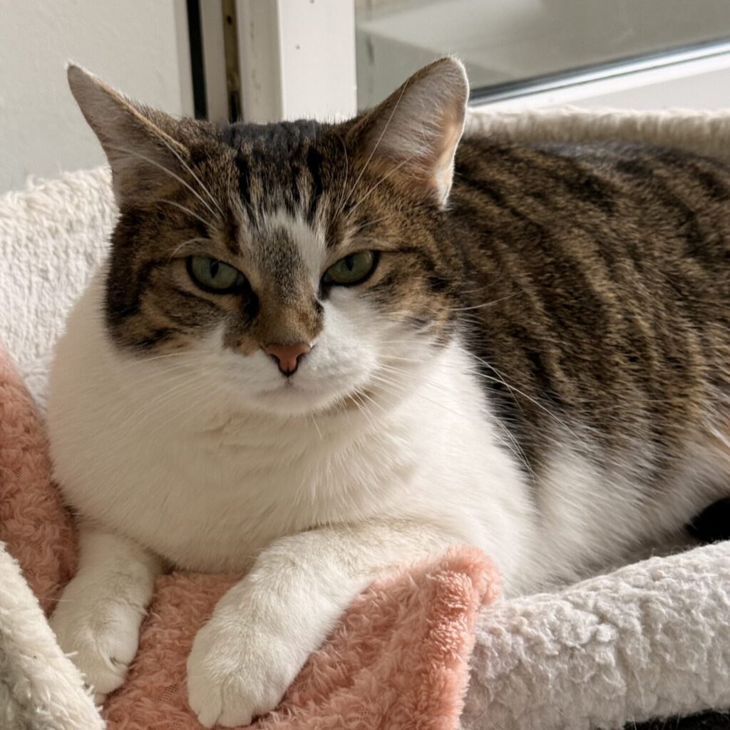 EMMI