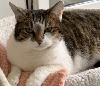 EMMI